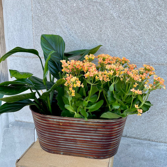 Large Peanut Plant Basket