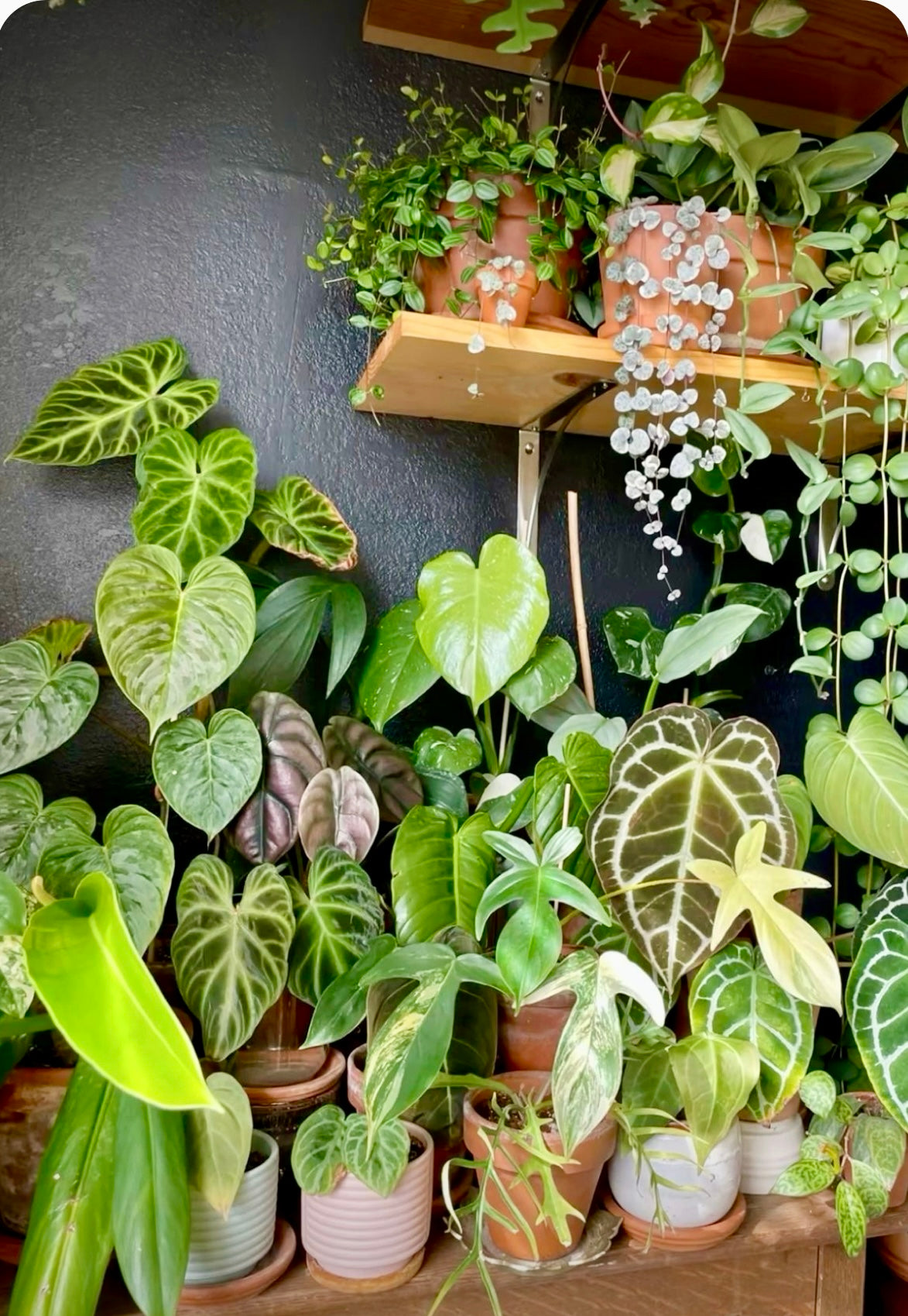 Live Plants
