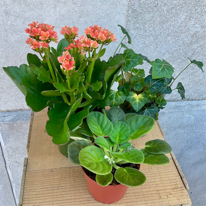 Assorted Mini Houseplant