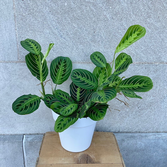 6 inch Prayer Plant
