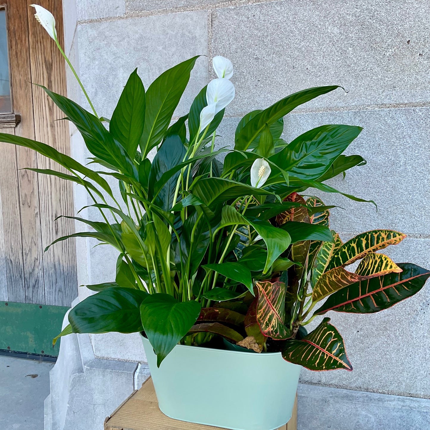 Large Peanut Plant Basket