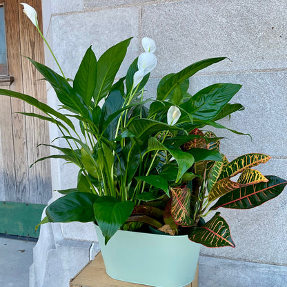Large Peanut Plant Basket