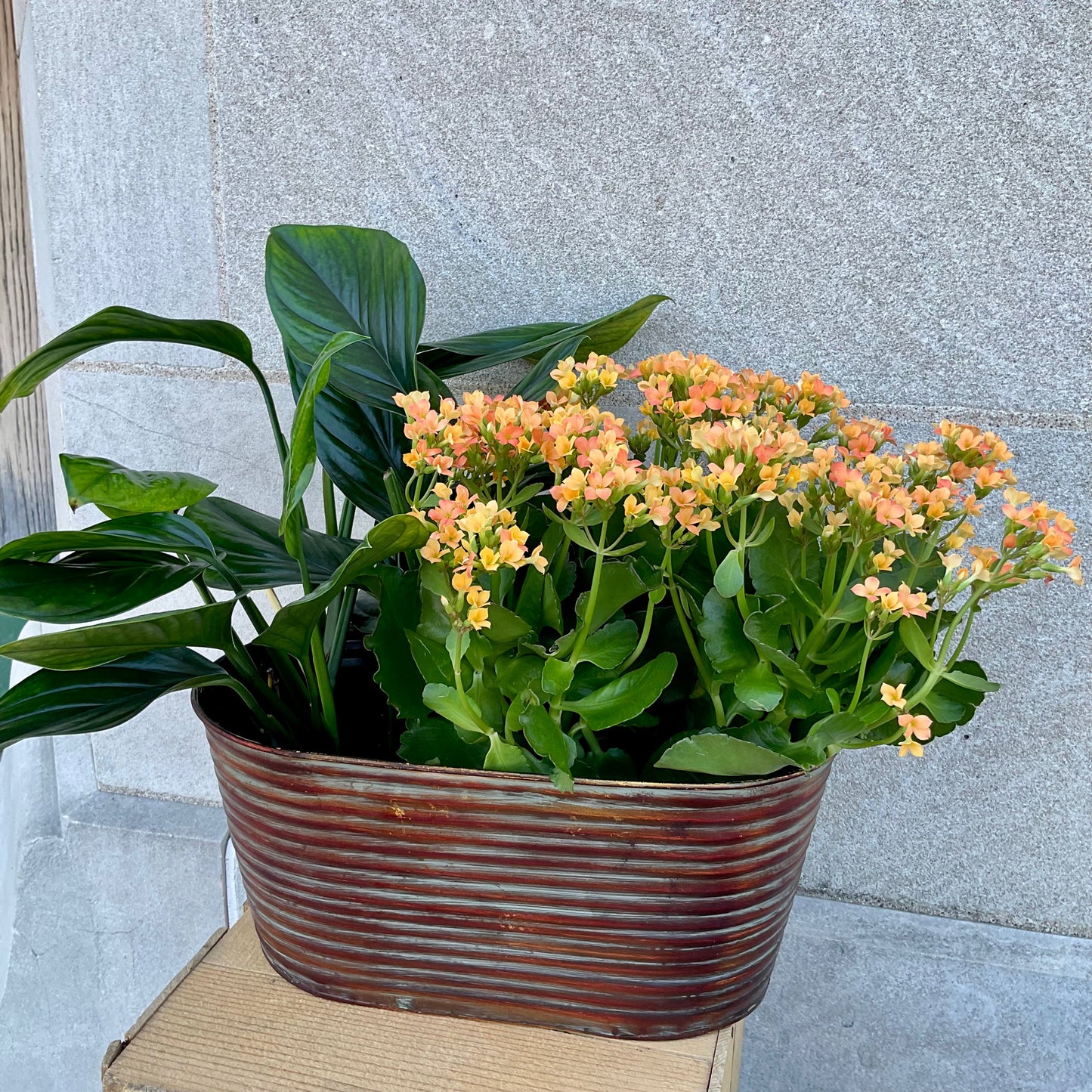 Large Peanut Plant Basket
