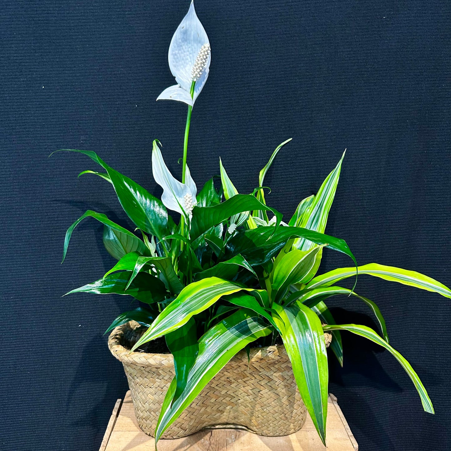 Small Peanut Plant Basket