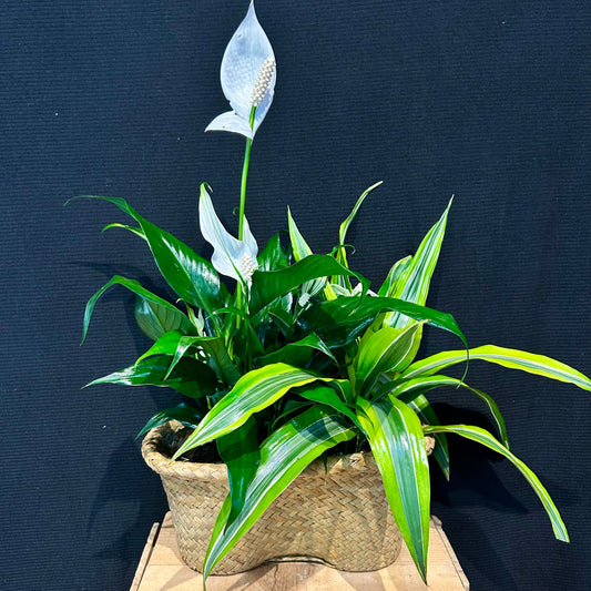 Small Peanut Plant Basket